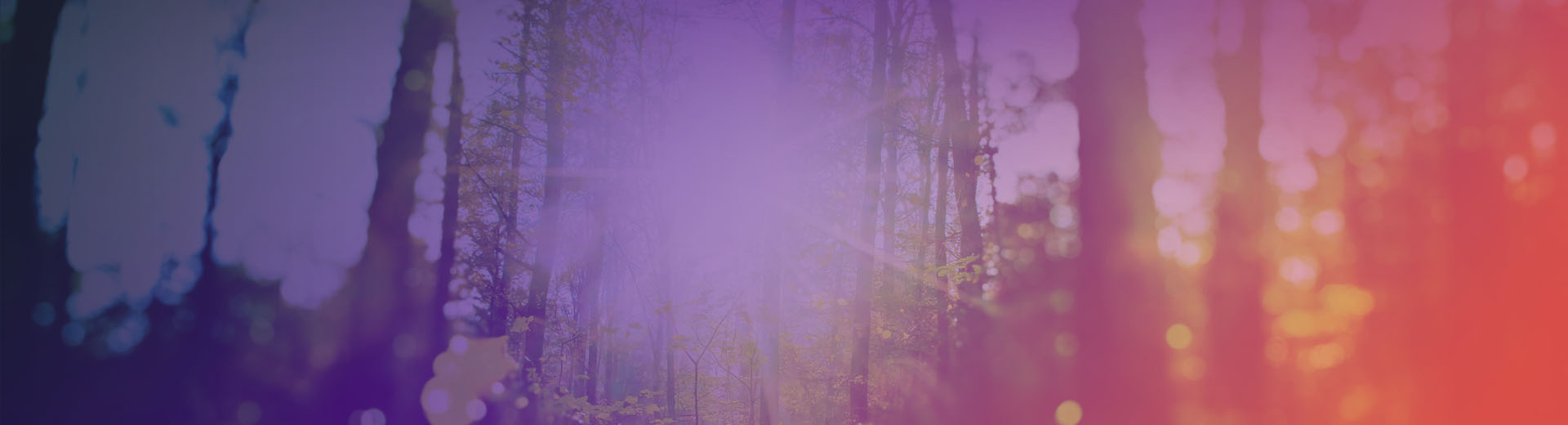 Trees and sunlight